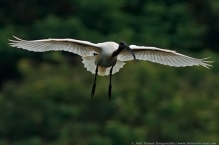 Black Headed Ibis