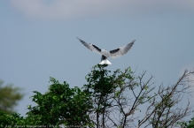 anilkr_blackshoulderedkite