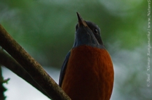 Blue Headed Rock Thrush