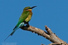 Blue Tailed Bee Eater