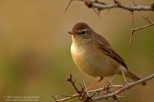 Blyths Reed Warbler