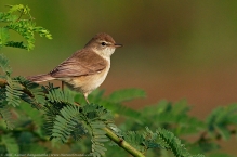 Booted Warbler