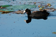 anilkr_common_coot