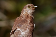 Common Hawk Cuckoo