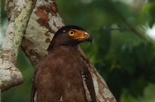 anilkr_crested_serpent_eagle_nhole01