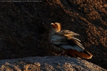 anilkr_egyptianvulture_iii