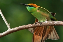 GreenBeeEater