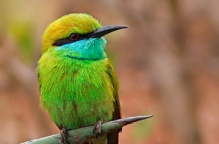 Green Bee Eater