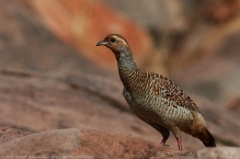 anilkr_greyfrancolin_daroji_1