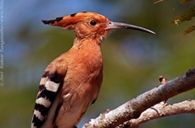 anilkr_hoopoe