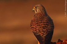 anilkr_kestrel_tghalli