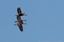 anilkr_lesserwhistlingducks_flight