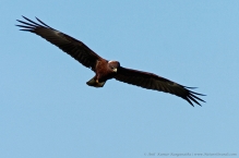 anilkr_marshharrier_female