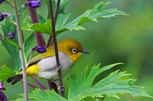 Oriental White Eye