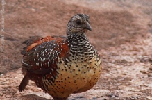 anilkr_painted_spurfowl_daroji