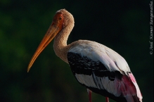 anilkr_paintedstork_ranganthittu