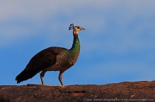 anilkr_peahen_daroji