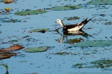 anilkr_pheasant_tailed_jacana