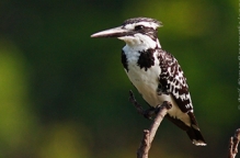 anilkr_pied_kingfisher_ranganthittu