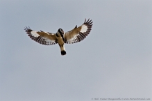 anilkr_piedkingfisher_hovering