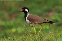 anilkr_redwattledlapwing_nhole01