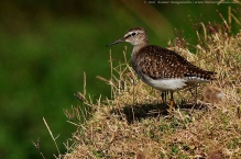 anilkr_sandpiper