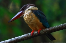 anilkr_storkbilledkingfisher_kumarakoam