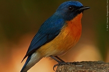 anilkr_tickleblueflycatcher