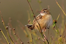 anilkr_zittingcisticola_01