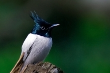 Asian Paradise Flycatcher