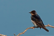 Barn Swallow