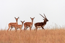 Black Bucks