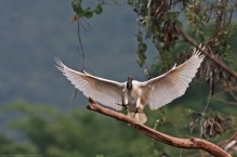 Black Headed Ibis