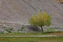 anilkr_lone_tree_spiti