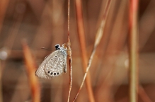 anilkr_lesser_grass_blue_tghalli