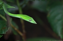 anilkr_greenvinesnake_wg